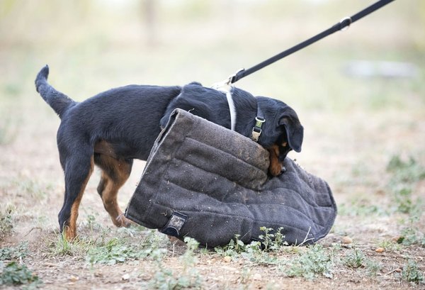 How effective are rear-view cameras in preventing accidents?